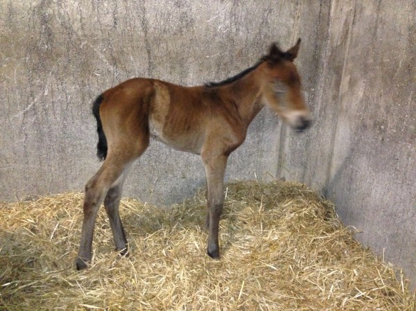 Ronja_Filly_Snapshot